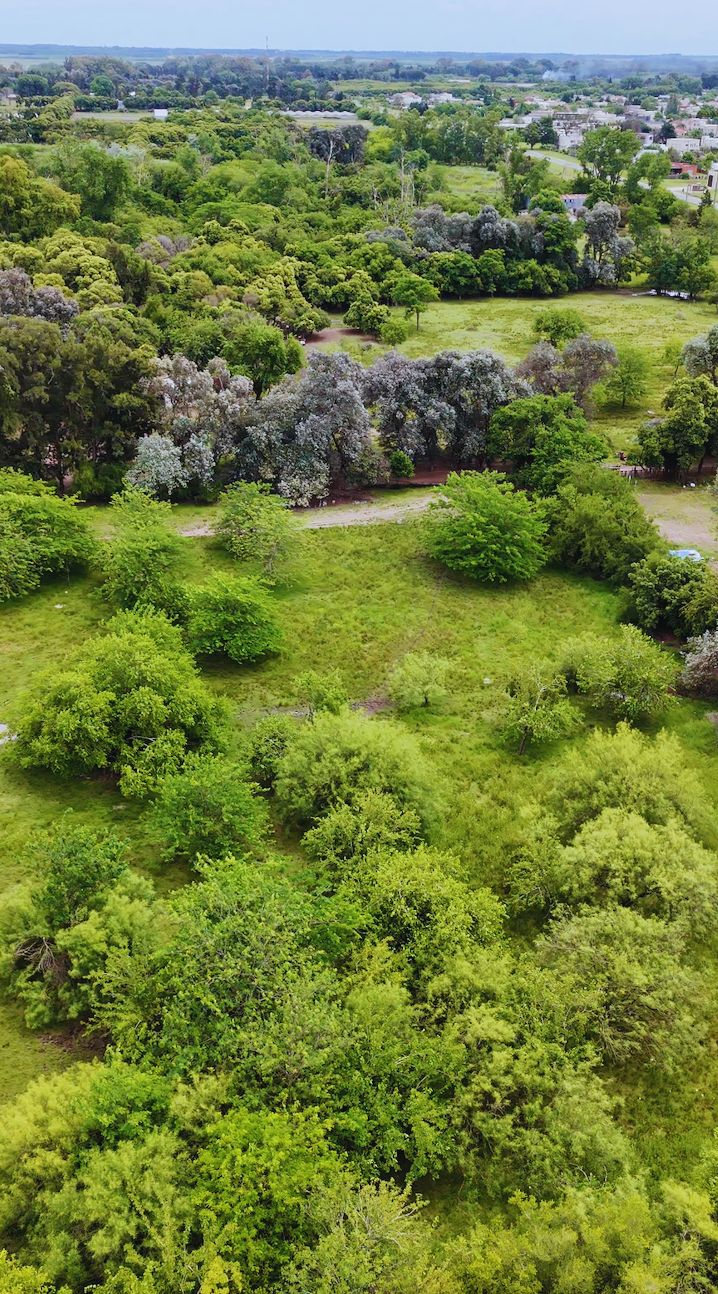Vista aérea del verde del barrio