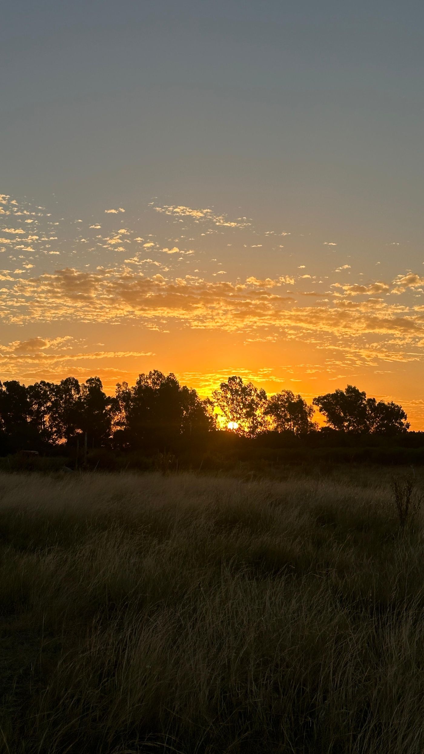 Atardecer sobre los pastizales