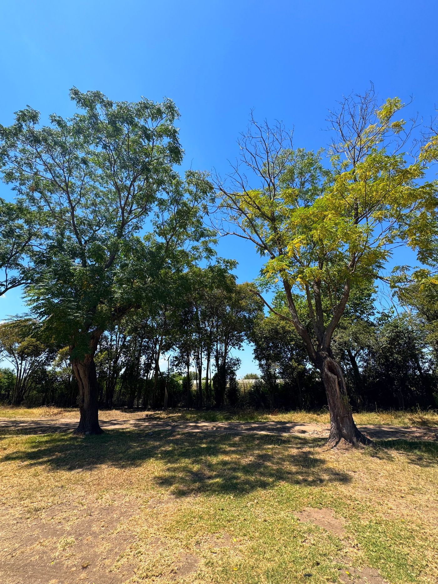 Árboles y campo verde