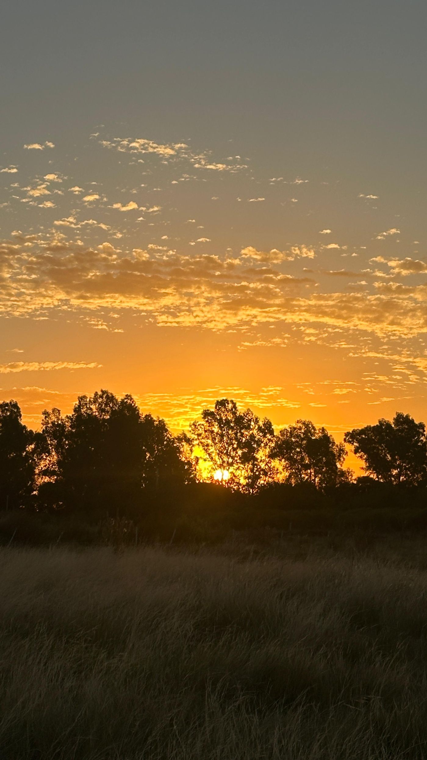 Atardecer entre los árboles
